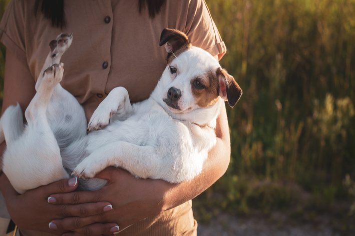 como ganhar a confiança de um cachorro