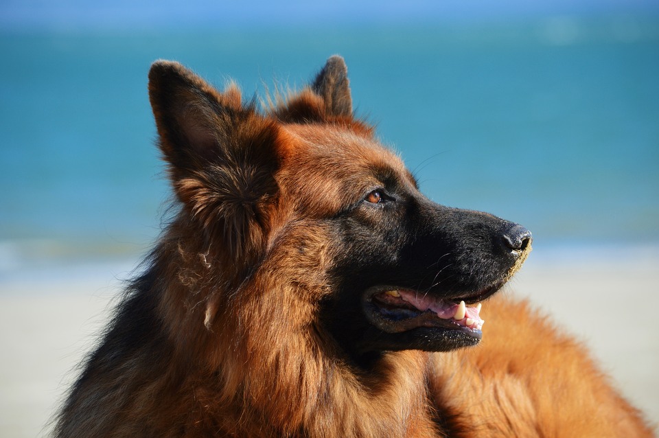 raça de cachorro alemão