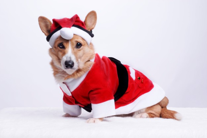 roupa de papai noel para cachorro