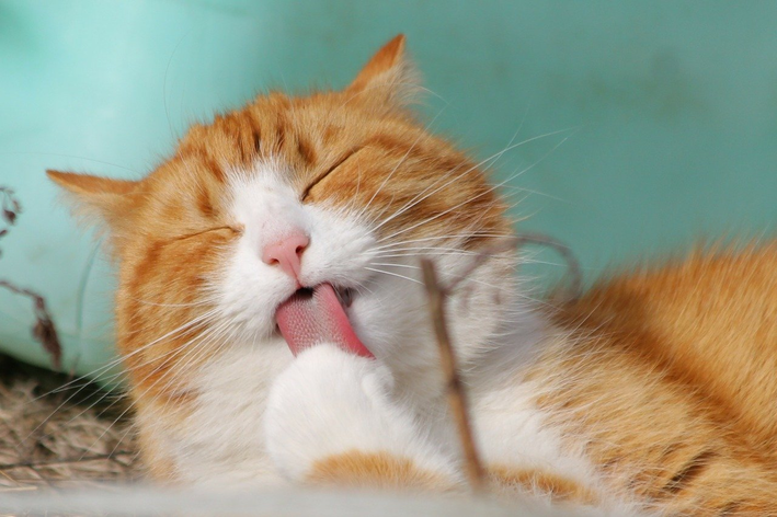 Gato marrom e branco se higienizando