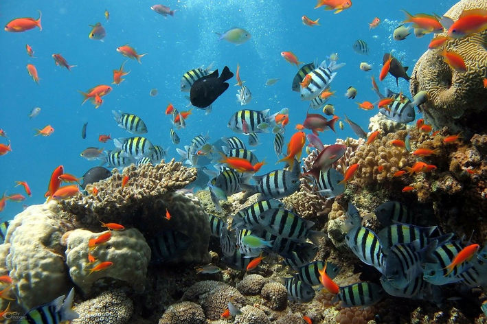 Especies de peixes