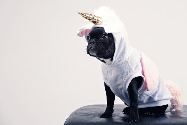 fantasia para cachorro