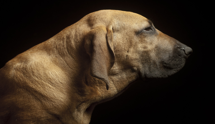cachorro fila brasileiro