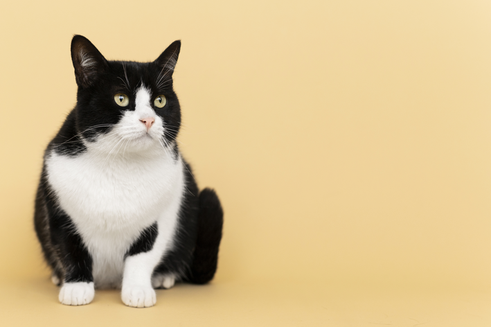 Gato preto e branco com fundo laranja