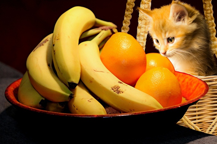 gato pode comer banana
