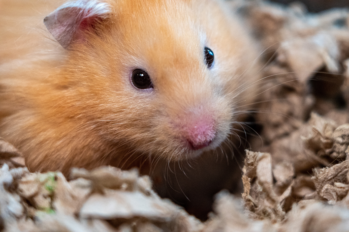 hamster pode comer cenoura