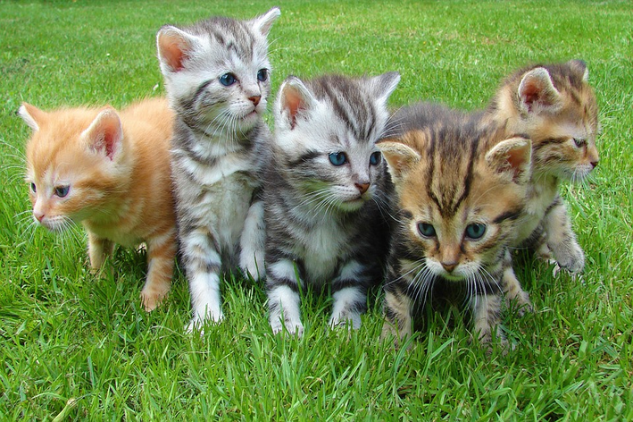 gatos famosos