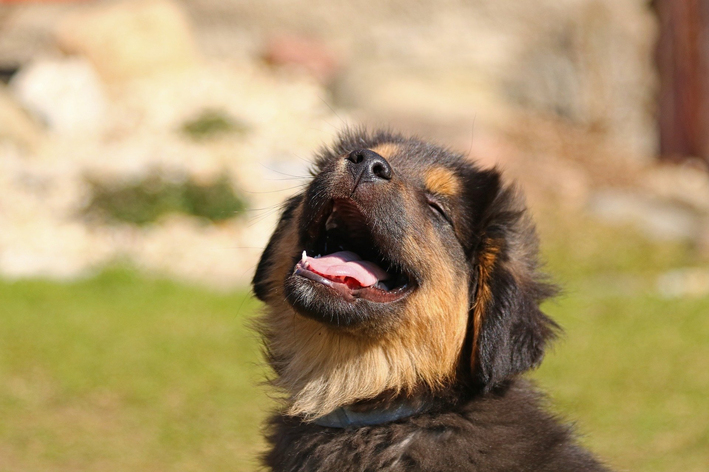perfume para cachorro
