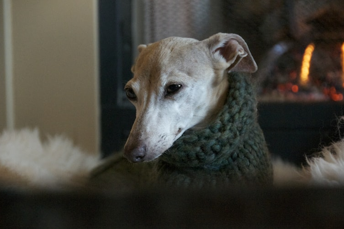 raça de cachorro italiano