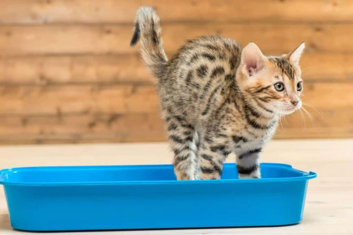 melhor areia para gatos