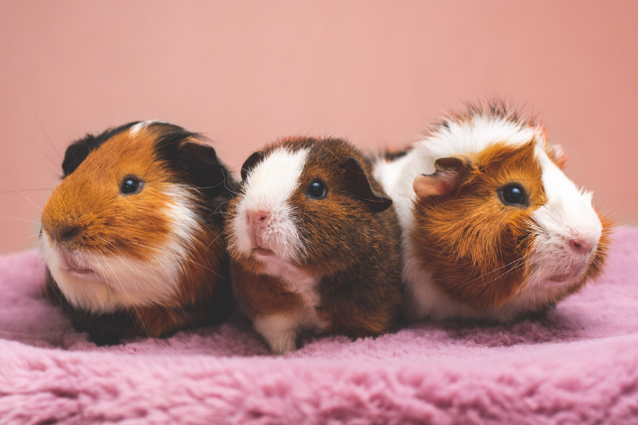 bichinhos da raça porquinho-da-índia posando para foto