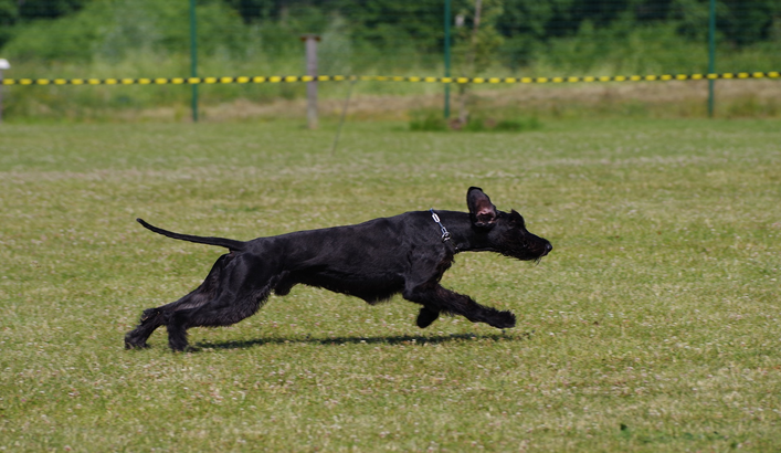 schnauzer gigante