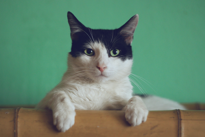 Falino apoiado no sofá com fundo verde