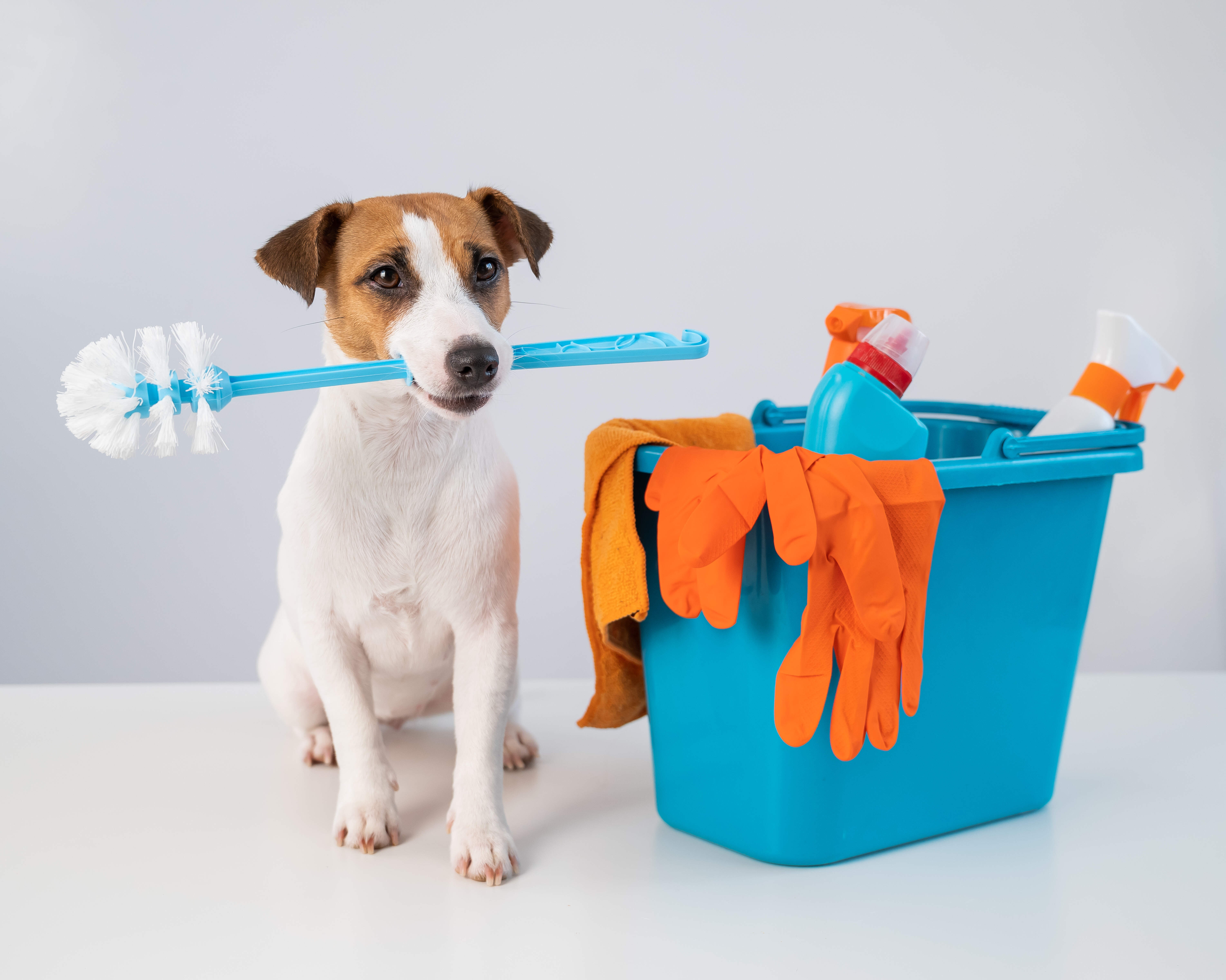 Desinfetante para cachorro Hysteril