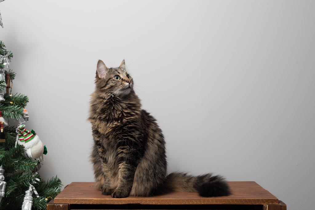 Bentonita: a areia perfeita para os gatos!