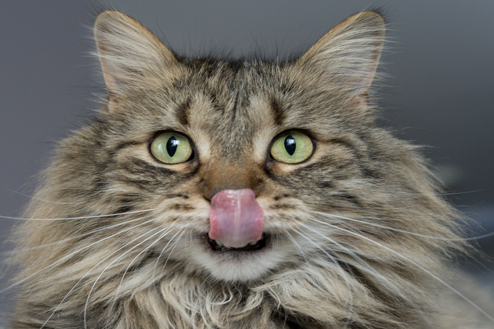 Gato mostrando língua