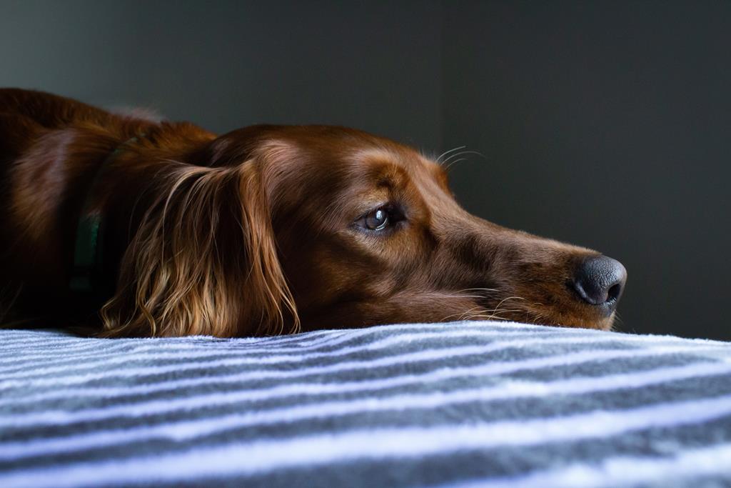 Cachorro vomitando sangue Veja o que pode estar acontecendo