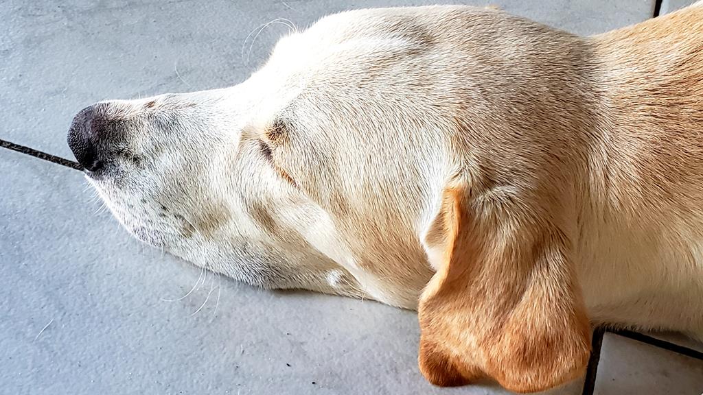 Doença em cachorros confira as mais comuns
