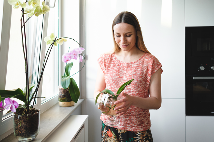 adubo para orquídeas