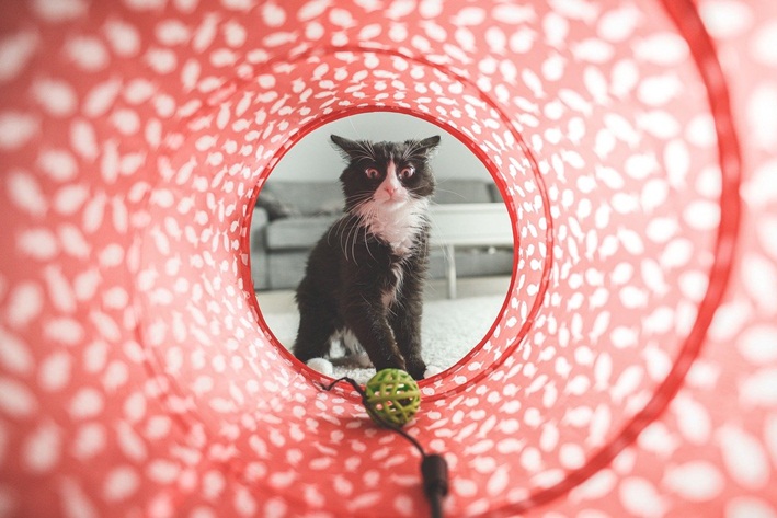 como fazer brinquedos para gato