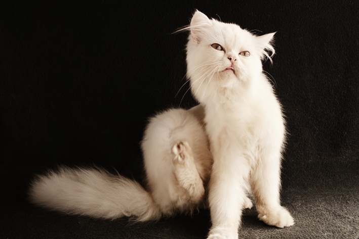 como tirar pulga de gato