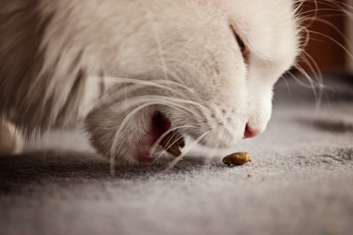 gato pode comer ração de cachorro