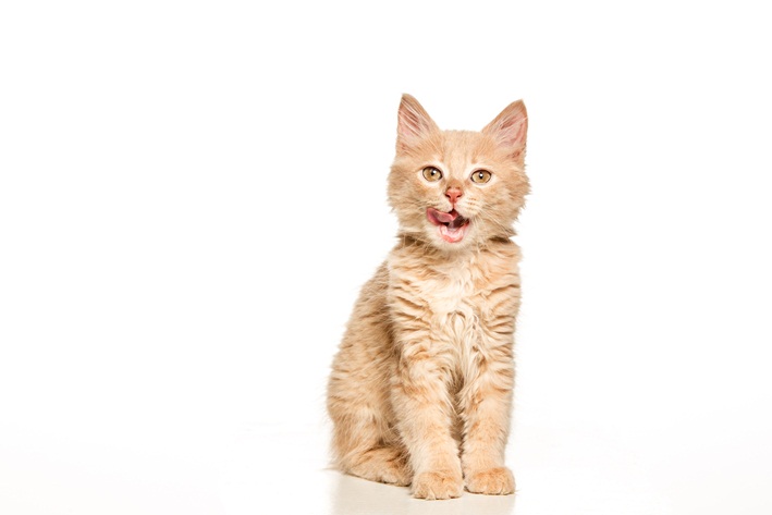 o que gato come