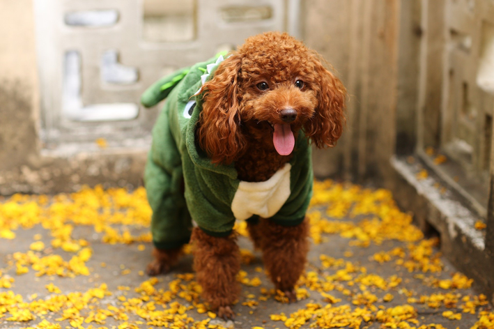 roupas para pet