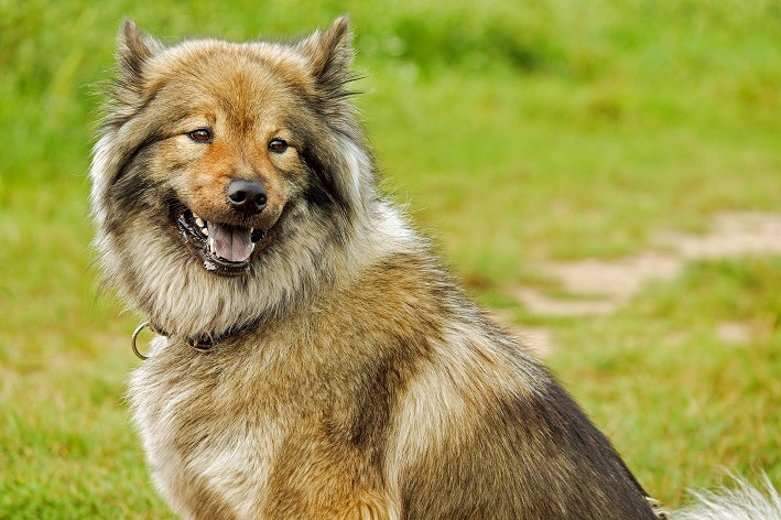 Anatomia de cachorro
