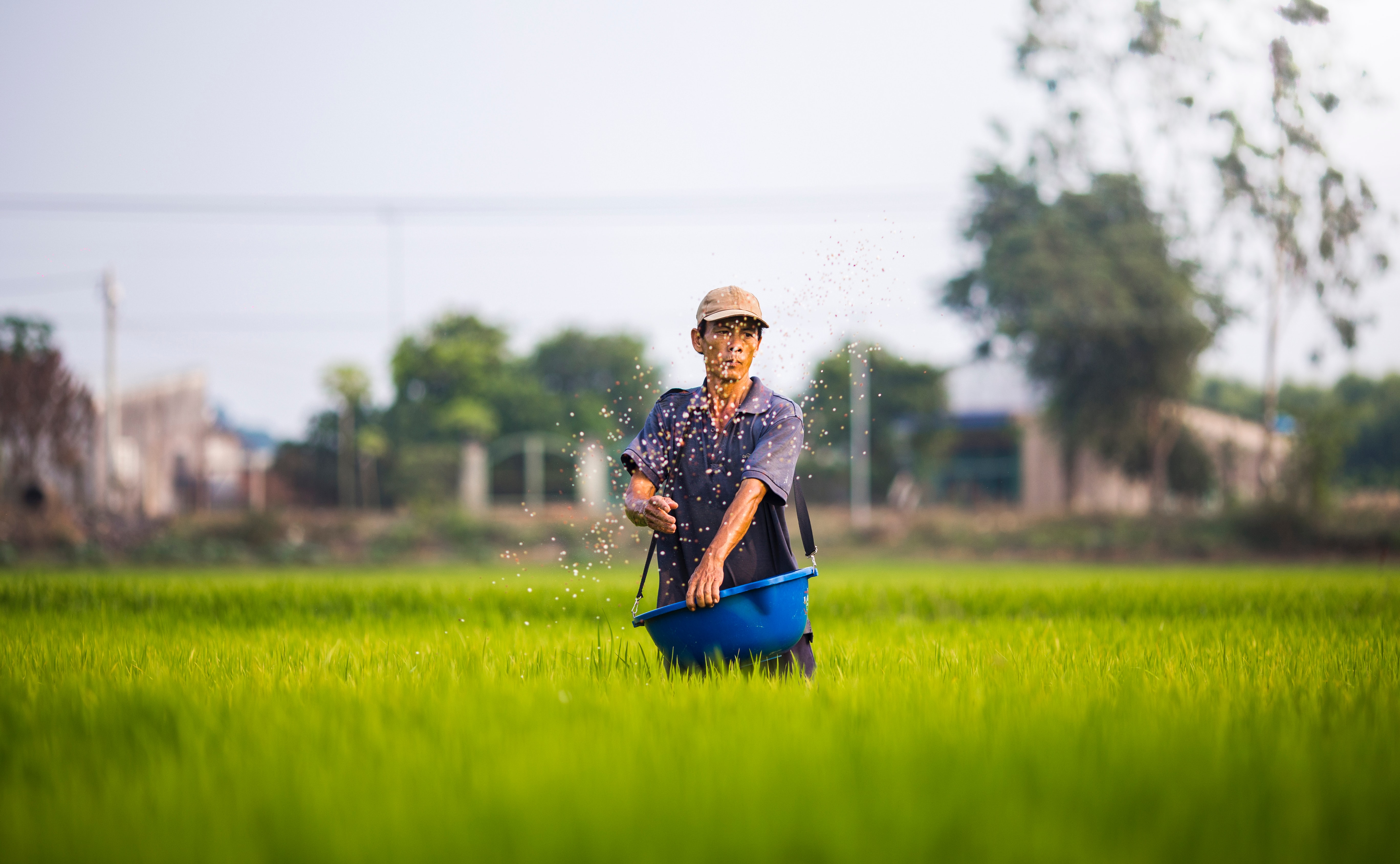Como plantar arroz? Confira essas dicas incríveis!