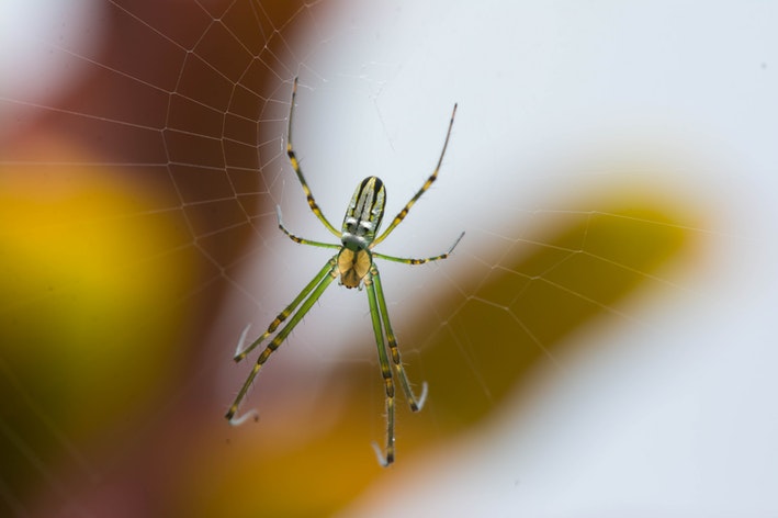 aranha são aracnideos