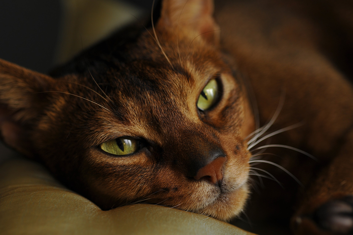 gato com dificuldade de respirar