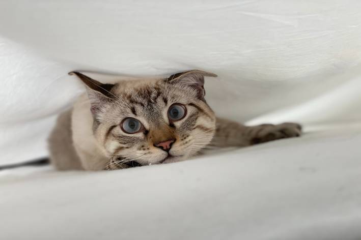 Gato pode comer mamão? Descubra!