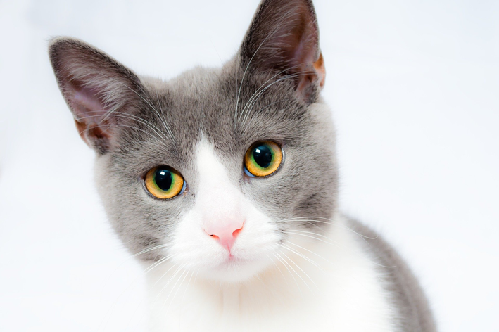Será que os gatos podem comer pipoca?