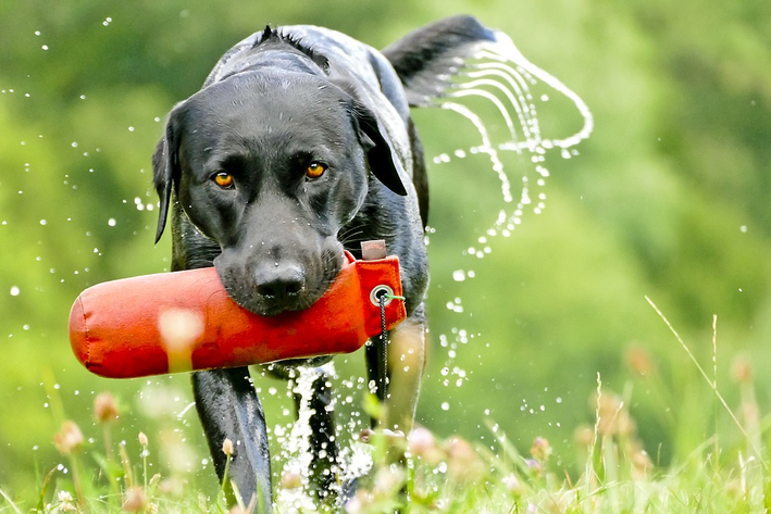 treino de cachorro