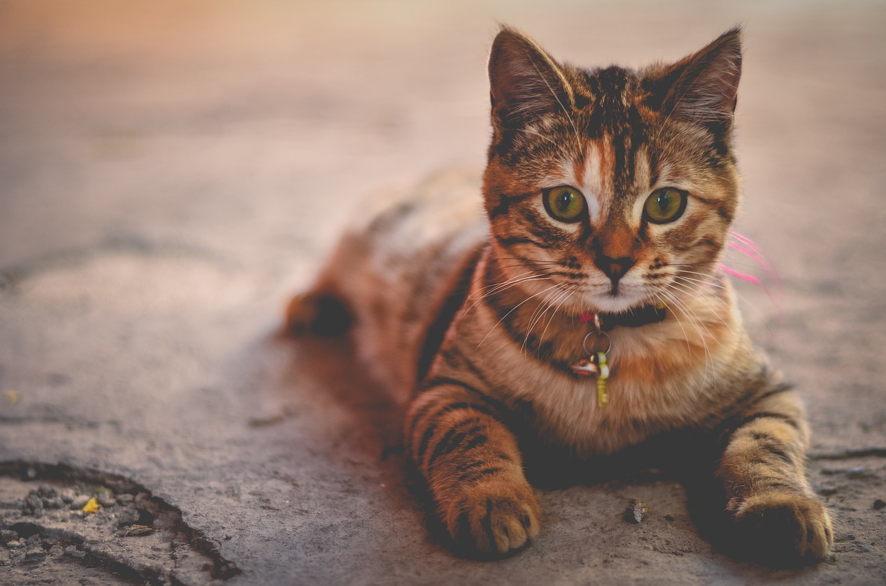o que fazer quando o gato não quer comer?