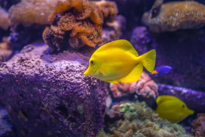 Peixinho recifal amarelo