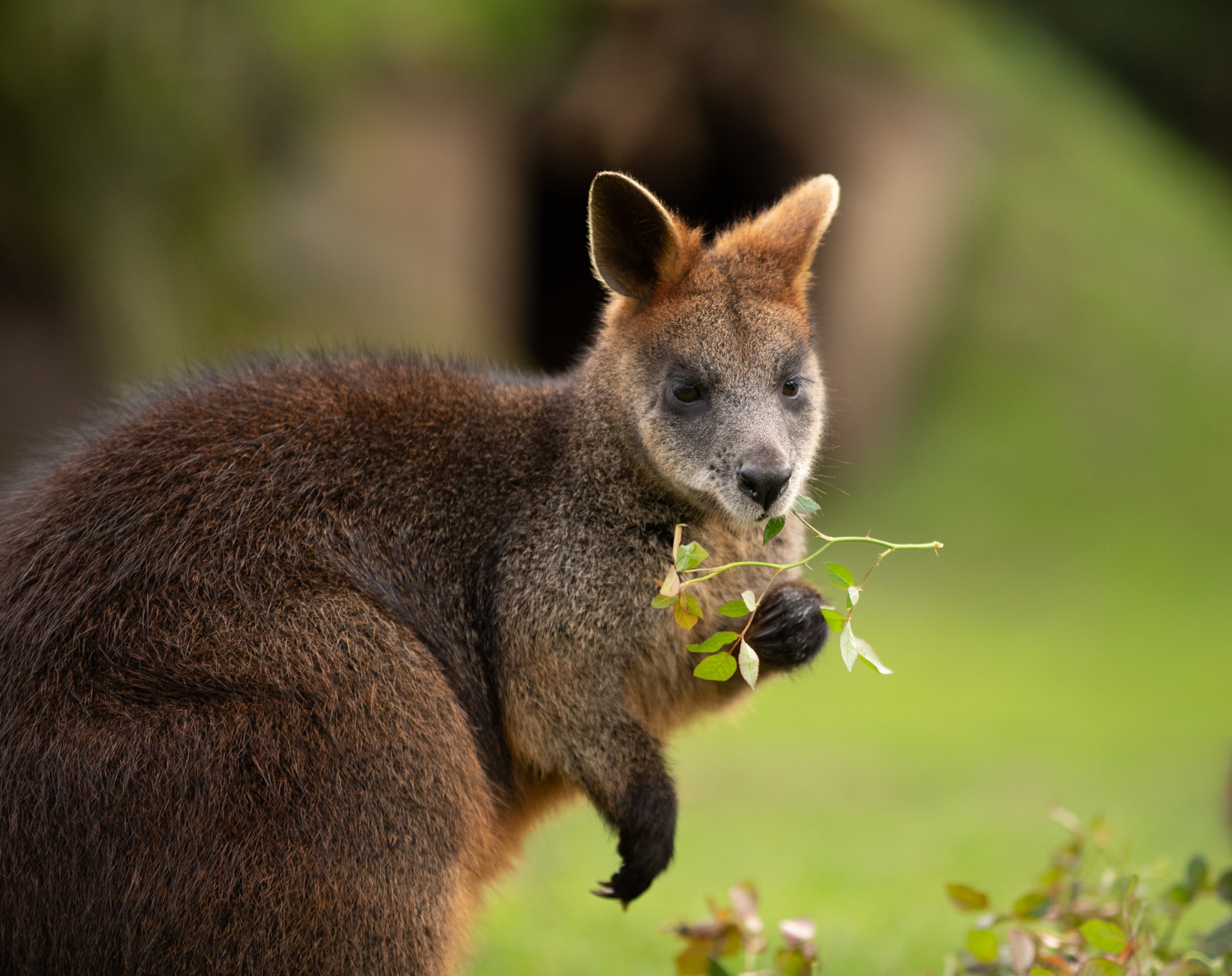 animal marsupial