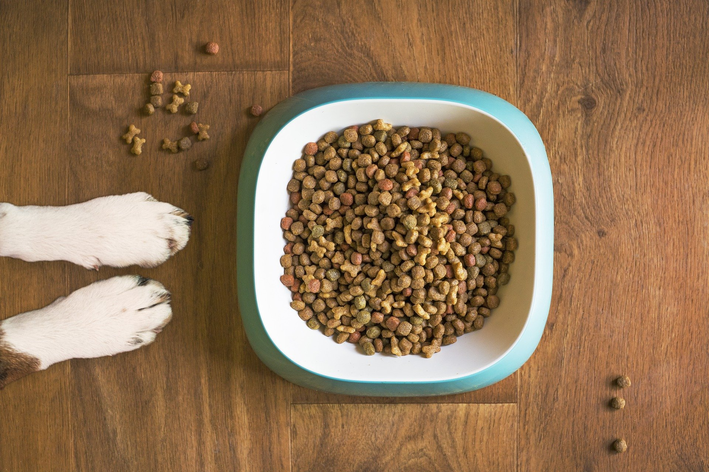 Tipos de ração para cachorro: qual a ideal para o seu pet