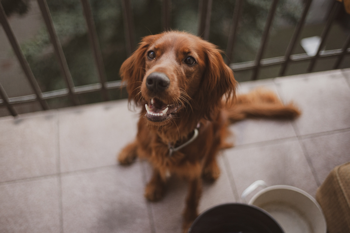 Quando usar vitamina para cachorro engordar