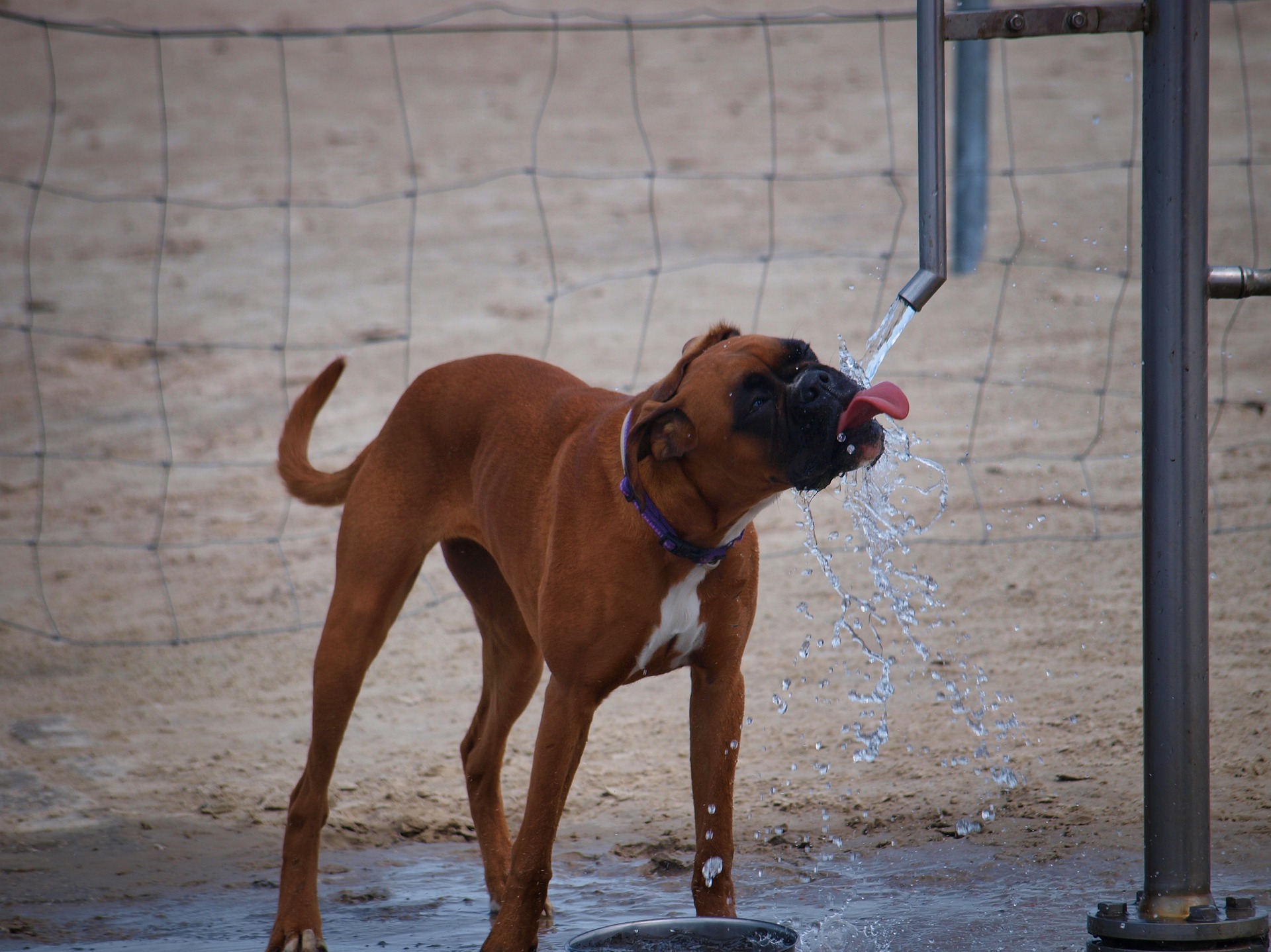 Cachorro bebendo muita água