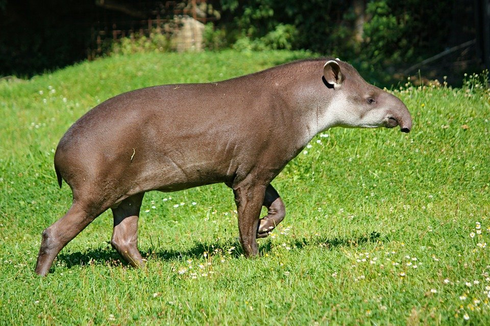 animais terrestres