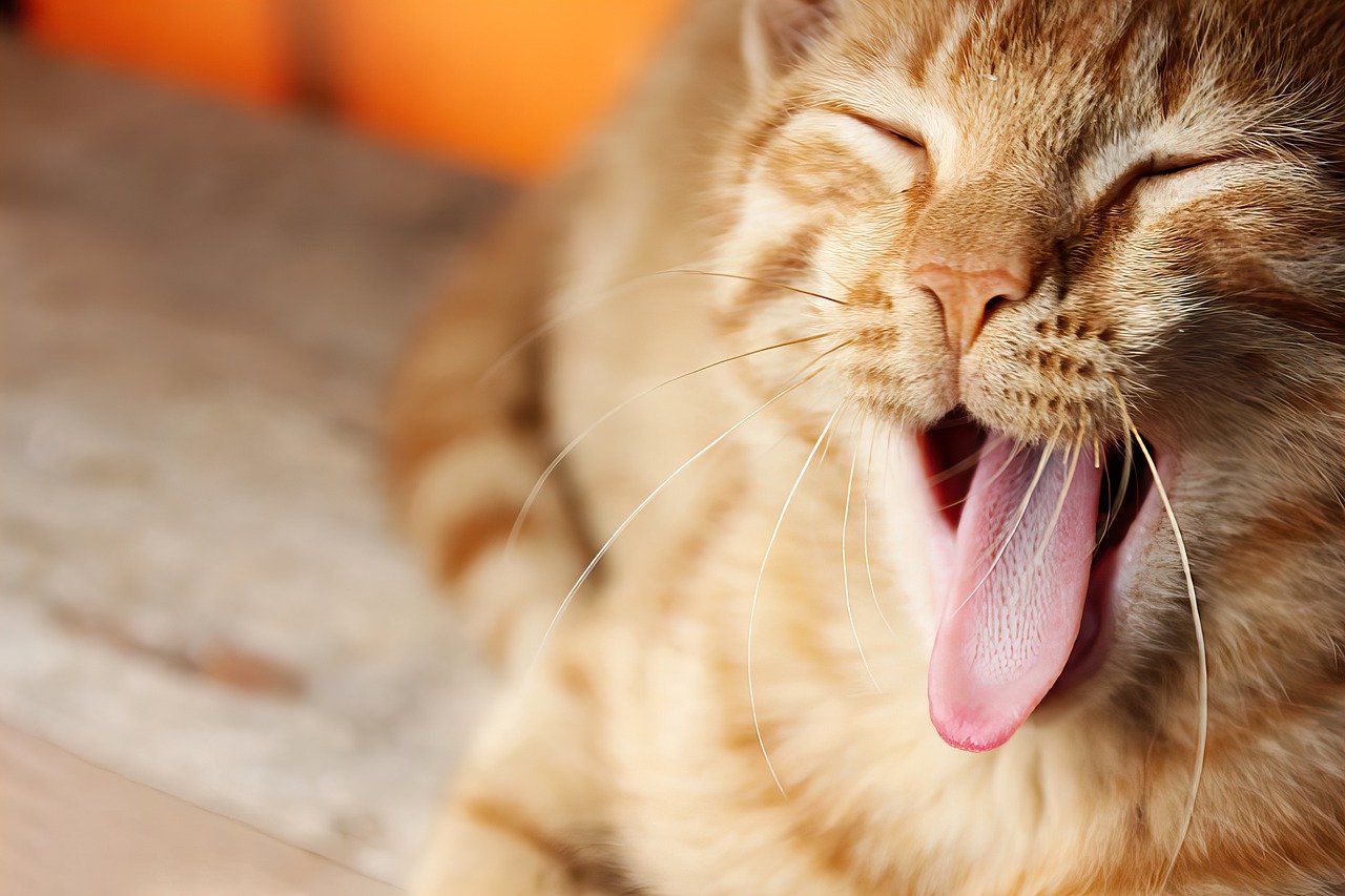 Asma felina: entenda os sintomas e como cuidar do seu gato
