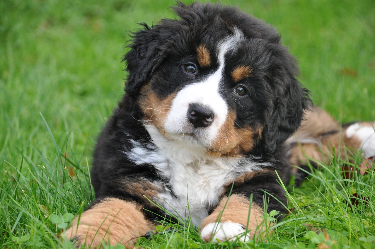 cachorro cresce até que idade?
