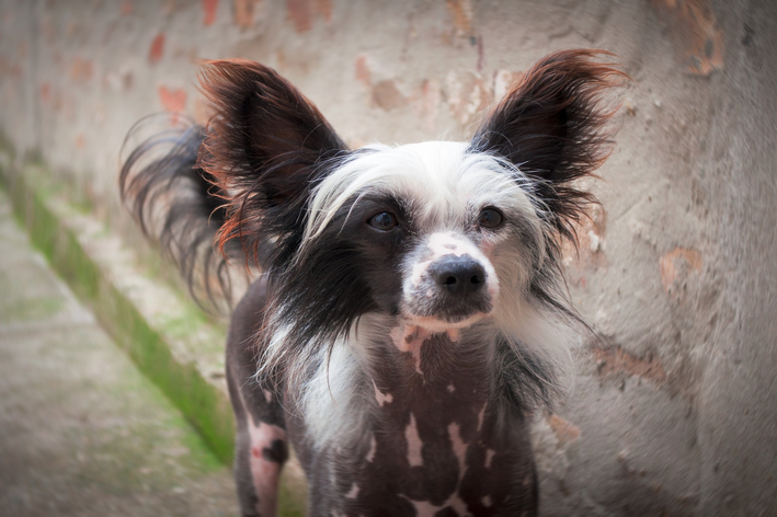 Cachorro pelado: conheça 4 raças de cães sem pelo
