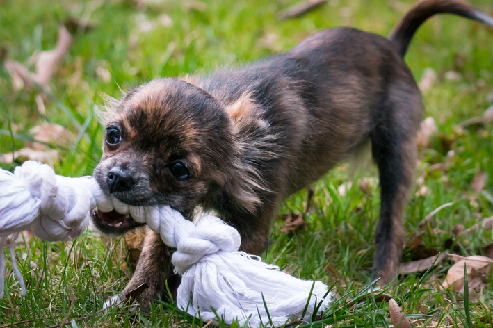 como fazer o cachorro parar de morder