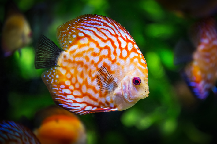 quanto tempo vive um peixe