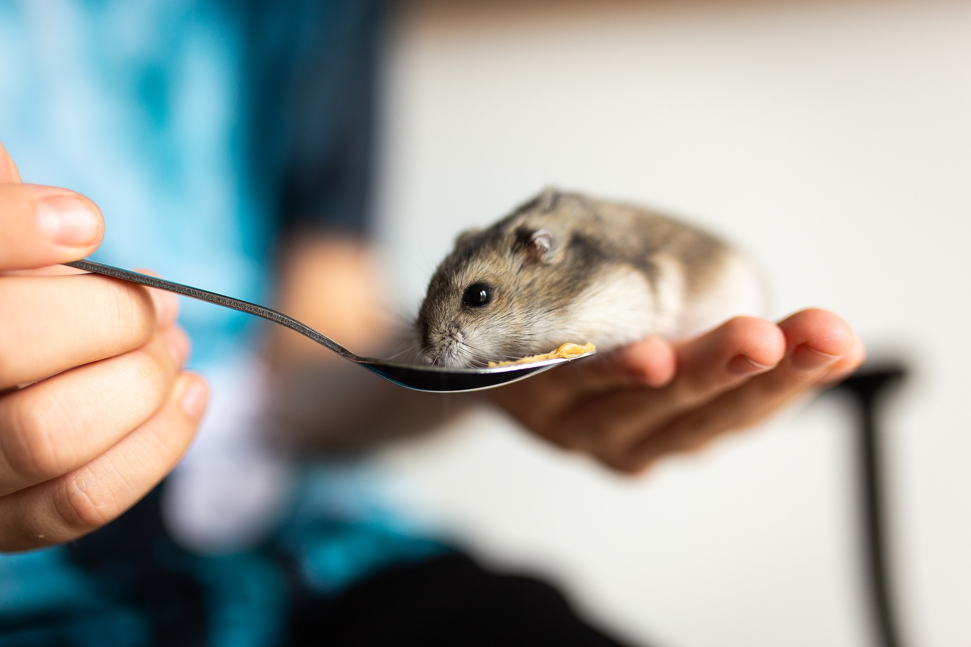 hamster come banana