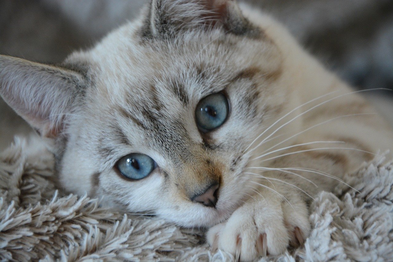 Lipoma em gatos