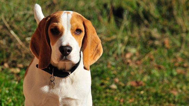 cachorro orelhudo